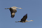 flying Sandhill Cranes