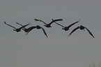 flying Sandhill Cranes