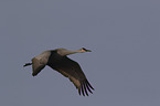 flying Sandhill Crane