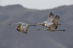 flying Sandhill Cranes