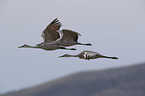 flying Sandhill Cranes