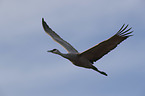 flying Sandhill Crane