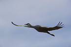 flying Sandhill Crane