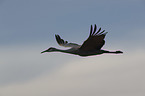flying Sandhill Crane