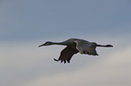 flying Sandhill Crane