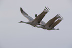 flying Sandhill Cranes