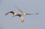 flying Sandhill Cranes