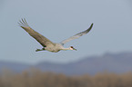 flying Sandhill Crane