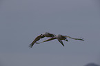 flying Sandhill Crane