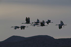 flying Sandhill Cranes