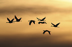 flying Sandhill Cranes