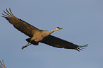flying Sandhill Crane