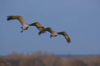 flying Sandhill Cranes