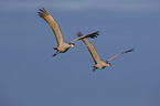 flying Sandhill Cranes