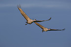 flying Sandhill Cranes