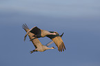 flying Sandhill Cranes