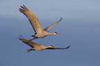 flying Sandhill Cranes
