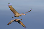 flying Sandhill Cranes