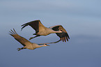 flying Sandhill Cranes