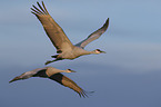 flying Sandhill Cranes