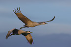 flying Sandhill Cranes