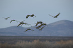 flying Sandhill Cranes