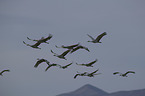 flying Sandhill Cranes
