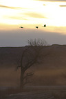 flying Sandhill Cranes
