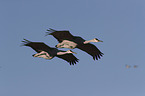 flying Sandhill Cranes