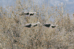 flying Sandhill Cranes
