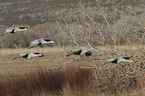flying Sandhill Cranes