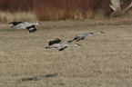 flying Sandhill Cranes