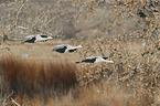 flying Sandhill Cranes