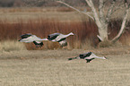 flying Sandhill Cranes