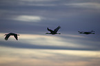 flying Sandhill Cranes