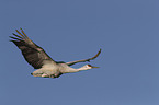 flying Sandhill Crane