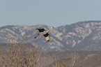 flying Sandhill Crane