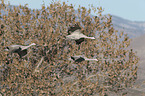 flying Sandhill Cranes