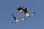 flying Sandhill Cranes