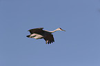 flying Sandhill Crane