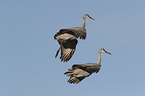 flying Sandhill Cranes