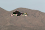 flying Sandhill Cranes