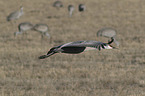 flying Sandhill Cranes