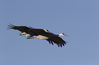 flying Sandhill Cranes