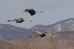 flying Sandhill Cranes
