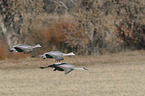 flying Sandhill Cranes