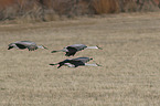 flying Sandhill Cranes