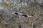flying Sandhill Cranes
