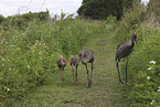 sandhill cranes
