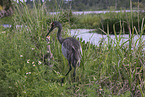 sandhill cranes